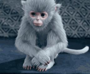 没想到你是这样的神狐小七!《青云志》灵(萌)兽(宠)大合集