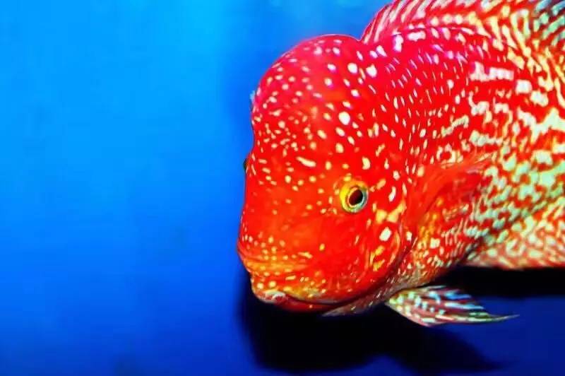 如何挑选最好的罗汉鱼品种,挑选罗汉鱼的小秘诀