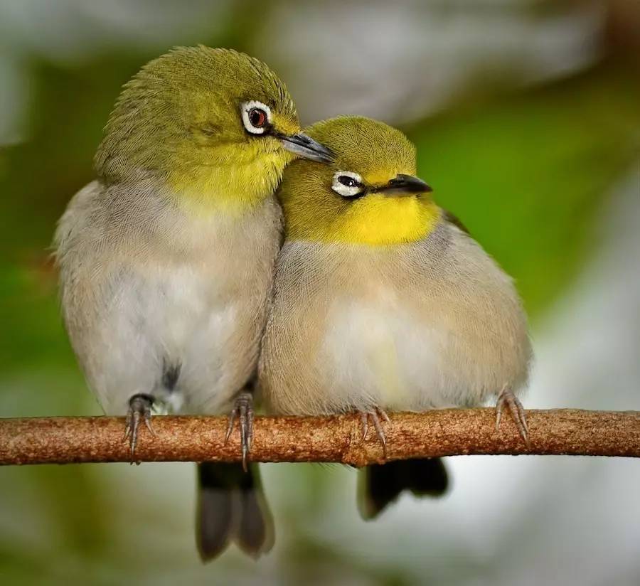 没想到你是这样的神狐小七!《青云志》灵(萌)兽(宠)大合集