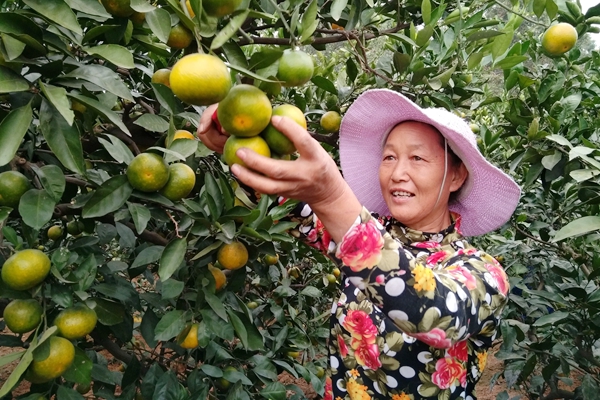 金秋十月农村繁忙丰收季,金秋十月柑橘飘香