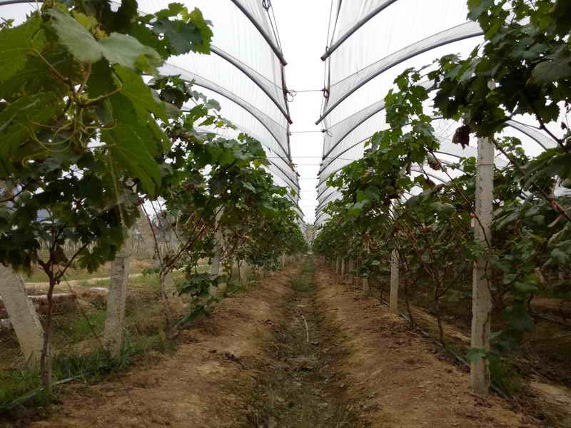 东楚风s带您提前体验阳新乡博园