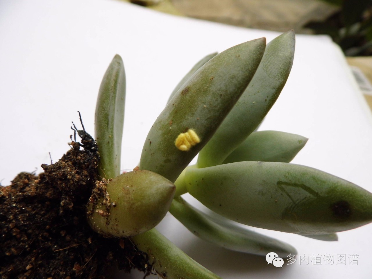多肉虫害各种图解,多肉各种病虫害对照图