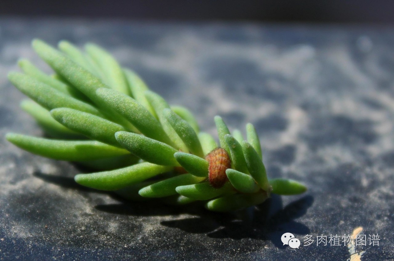 多肉虫害各种图解,多肉各种病虫害对照图