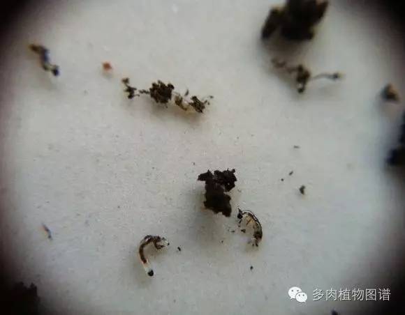 多肉虫害各种图解,多肉各种病虫害对照图