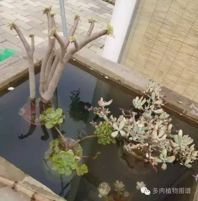 多肉虫害各种图解,多肉各种病虫害对照图