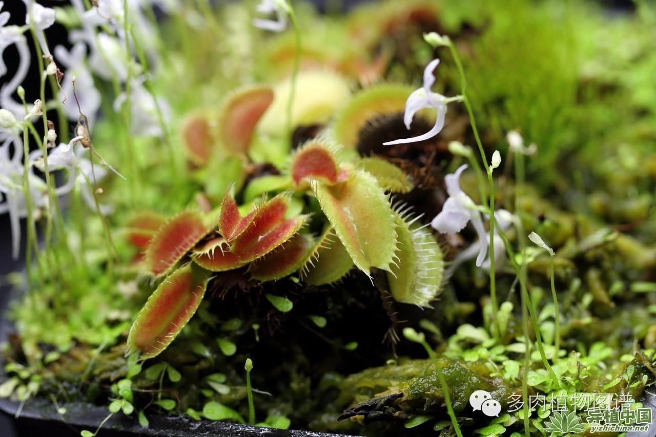 多肉虫害各种图解,多肉各种病虫害对照图