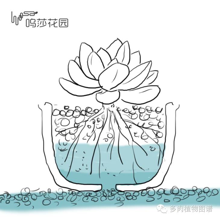 暴雨后露养的多肉土壤湿透,暴雨后多肉泡水