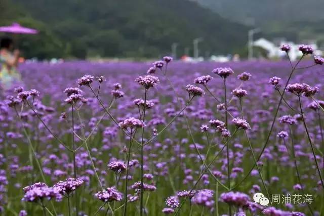 周末上海浦东有什么好玩的,五一上海浦东游玩攻略最全