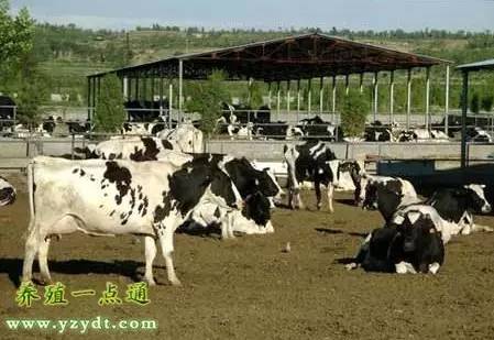 奶牛养殖主要技术指标,提高奶牛产奶量的饲养管理环境
