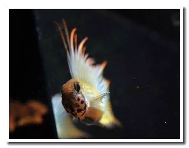 南美短鲷繁殖后注意事项,南美短鲷组缸怎么养