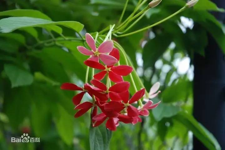 涨见识了！有人兜售“使君子”、“金龟子”，说能包治百病，你信了吗？