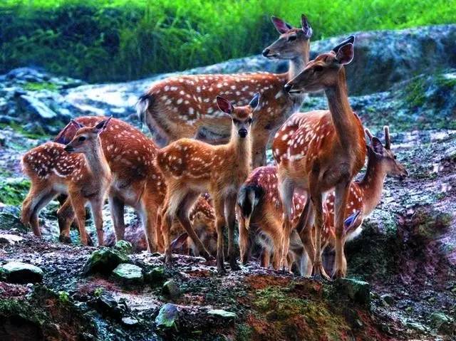 2020年重庆国庆期间景区排名 (重庆国庆期间景区推荐)