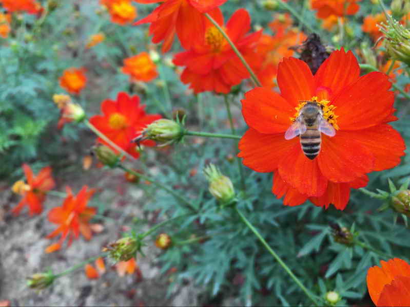 东楚风s带您提前体验阳新乡博园