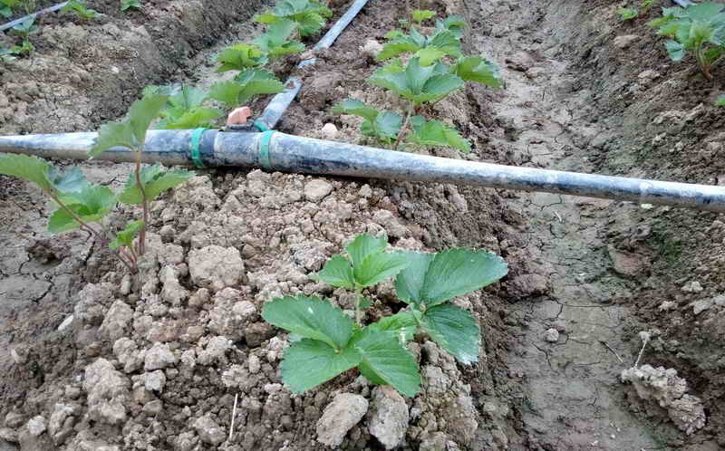 东楚风s带您提前体验阳新乡博园