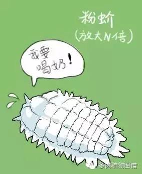 多肉虫害各种图解,多肉各种病虫害对照图