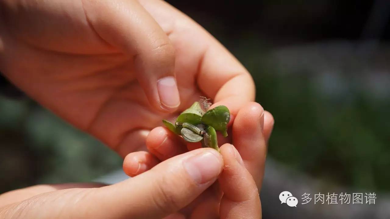 多肉虫害各种图解,多肉各种病虫害对照图