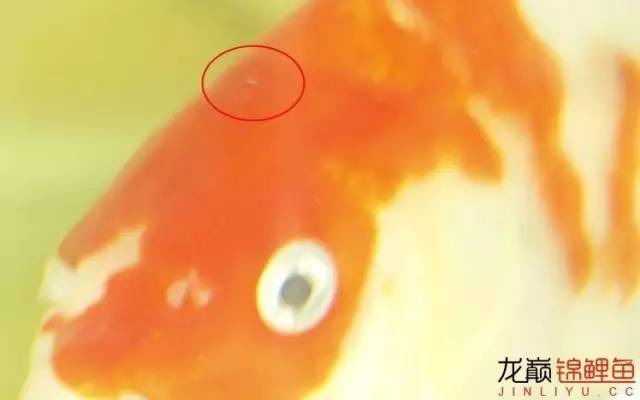 一招消除白点病,一招教你解决白点病