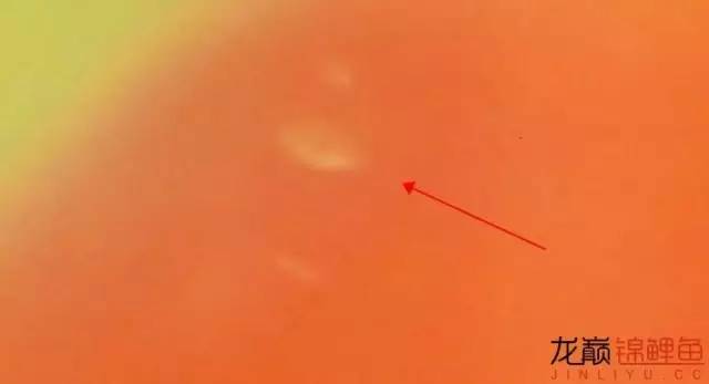 一招消除白点病,一招教你解决白点病