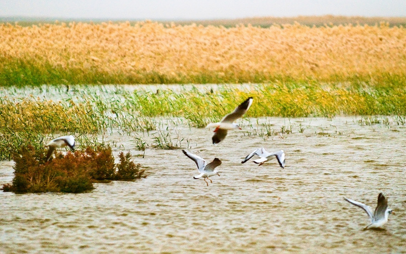 国庆特别策划②乐游·邂逅深秋醉美的内蒙古