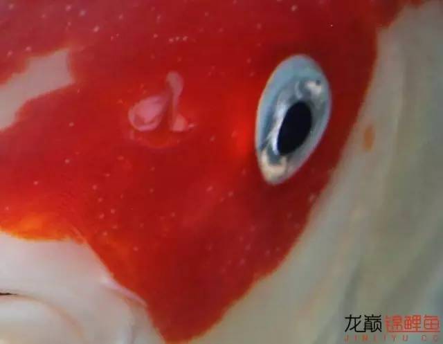 一招消除白点病,一招教你解决白点病