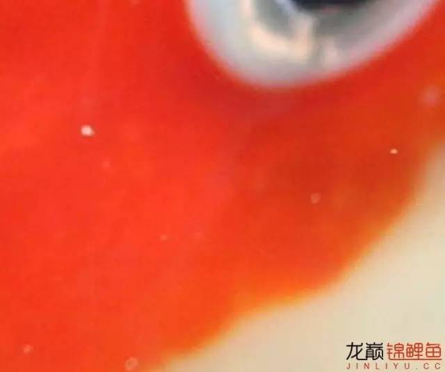 一招消除白点病,一招教你解决白点病