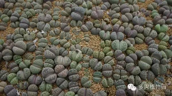 边走边看日本番杏之王DTさん多肉大棚