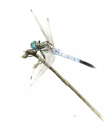 要眼明心细才能看见来自一只飞蝶的美，才能看见你的童年