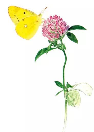 要眼明心细才能看见来自一只飞蝶的美，才能看见你的童年