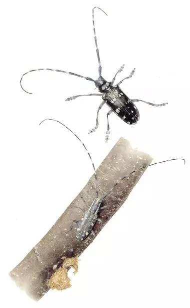 要眼明心细才能看见来自一只飞蝶的美，才能看见你的童年