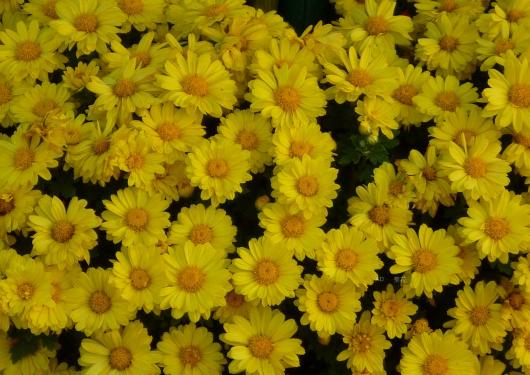 九九重阳节来了这些传统习俗你都知道吗？