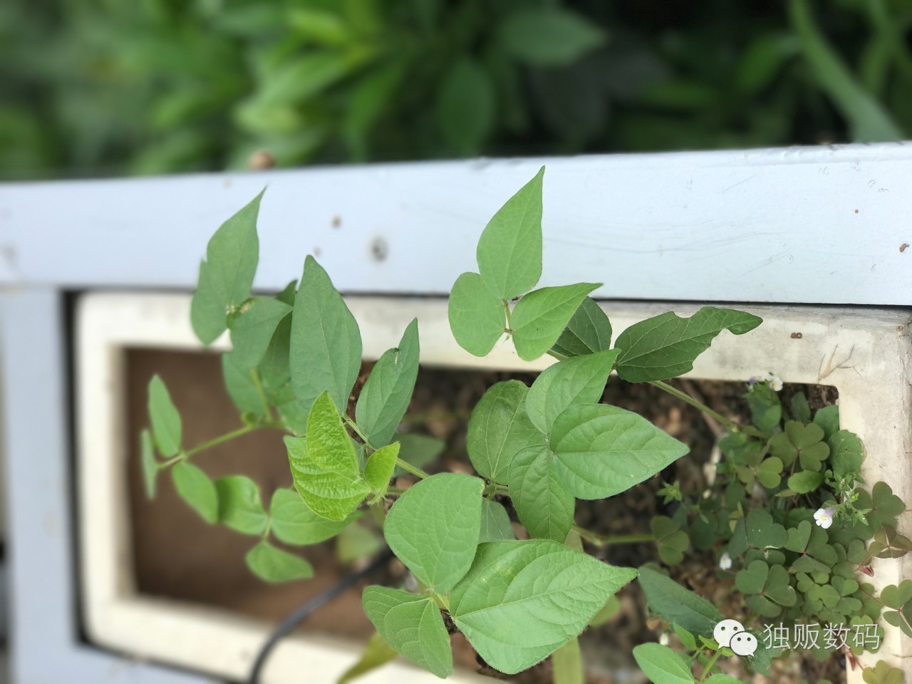 iphonexsmax拍照景深,苹果手机拍照景深效果怎么调