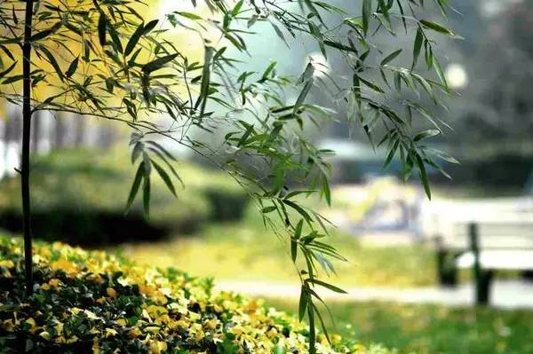 崔长平风景图片,美图美文秦岚