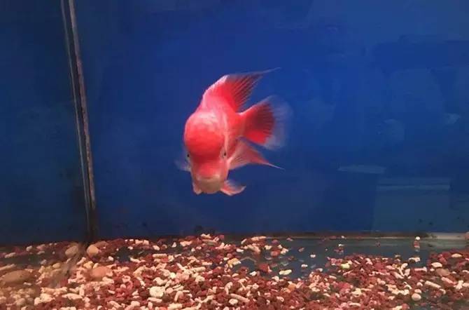 如何挑选最好的罗汉鱼品种,挑选罗汉鱼的小秘诀