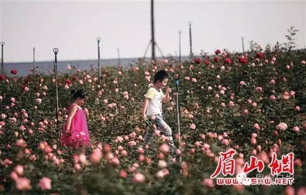仁寿周边一日游景区推荐,仁寿旅游半日游