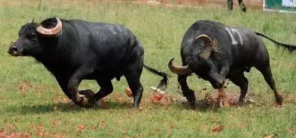 贵安新区游玩推荐,贵安新区最好玩儿的公园