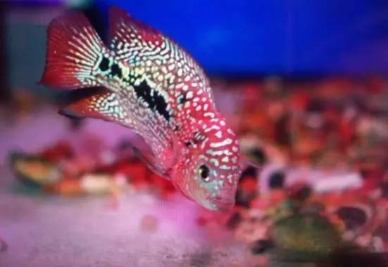如何挑选最好的罗汉鱼品种,挑选罗汉鱼的小秘诀