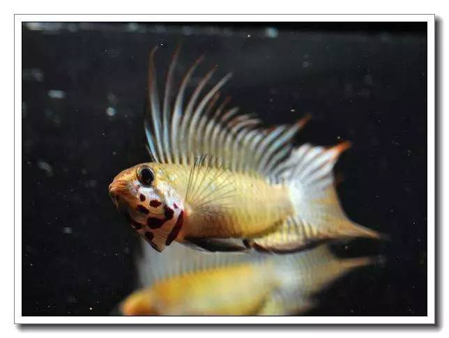 南美短鲷繁殖后注意事项,南美短鲷组缸怎么养