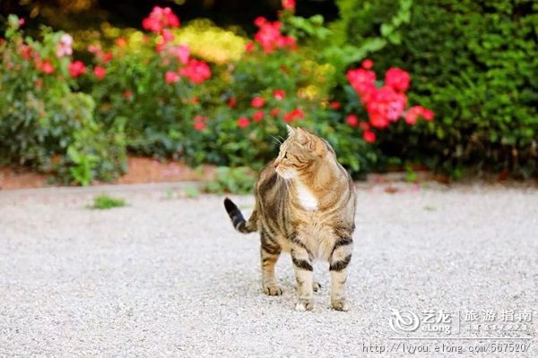 罗莱夏朵香缇,罗莱夏朵怀石