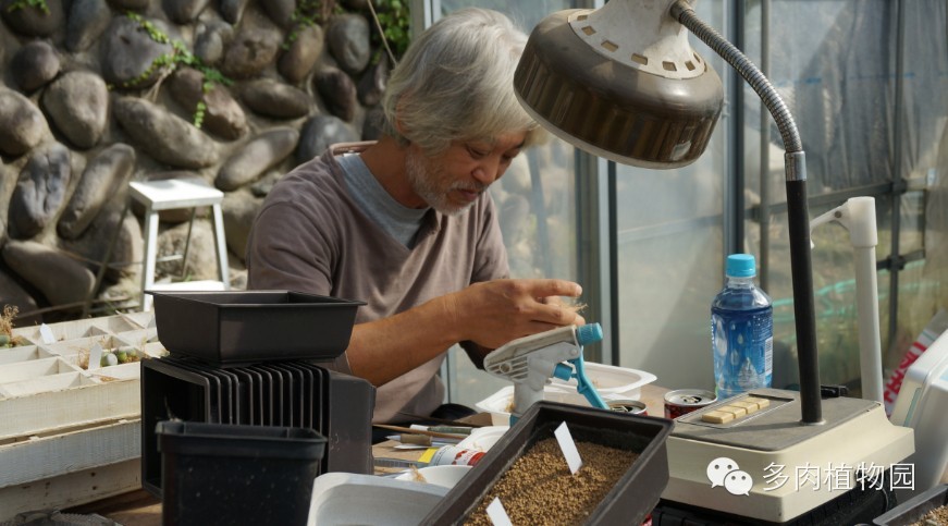 边走边看日本番杏之王DTさん多肉大棚