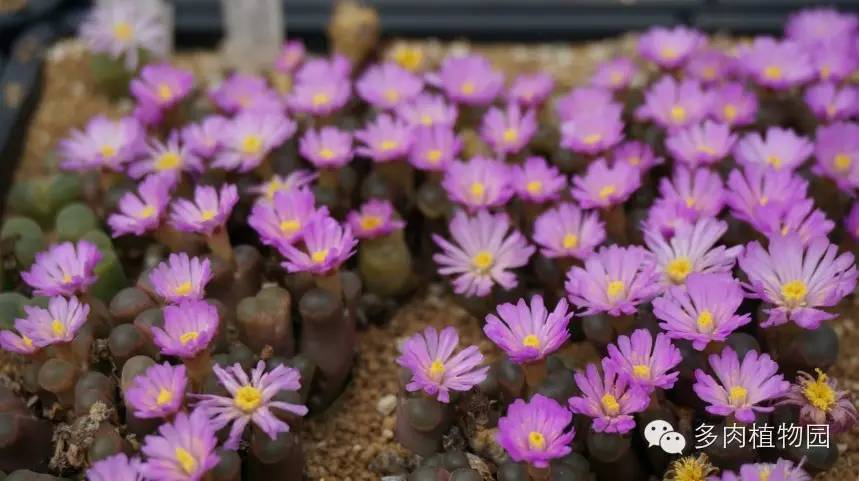 边走边看日本番杏之王DTさん多肉大棚