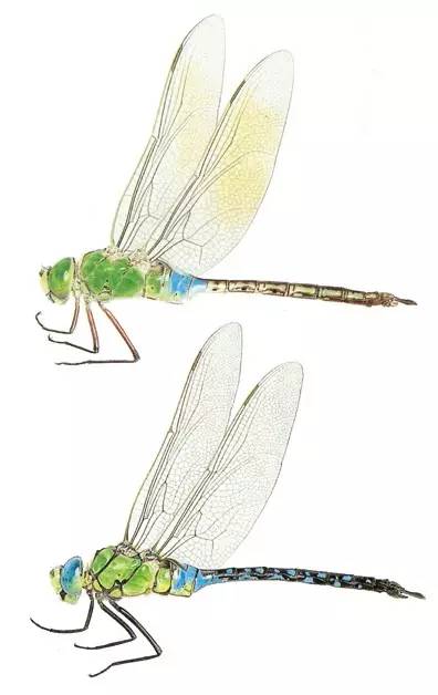 要眼明心细才能看见来自一只飞蝶的美，才能看见你的童年