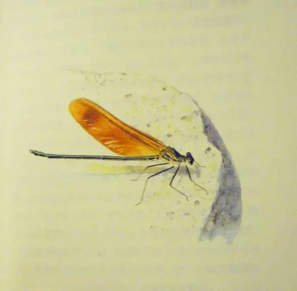 要眼明心细才能看见来自一只飞蝶的美，才能看见你的童年