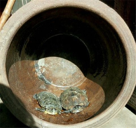 乌龟冻了24小时还能活吗,乌龟被冻成冰块幽默说说