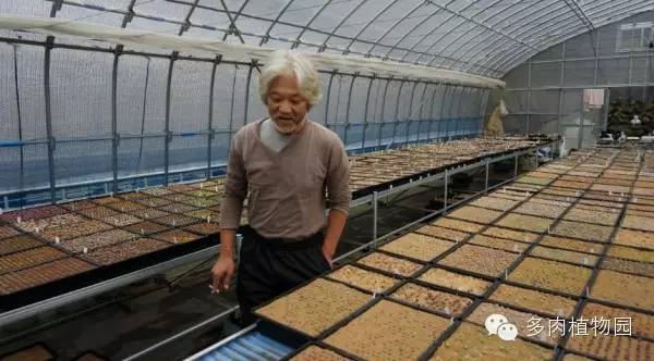 边走边看日本番杏之王DTさん多肉大棚