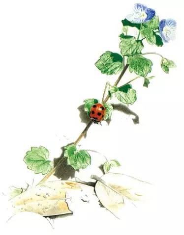 要眼明心细才能看见来自一只飞蝶的美，才能看见你的童年