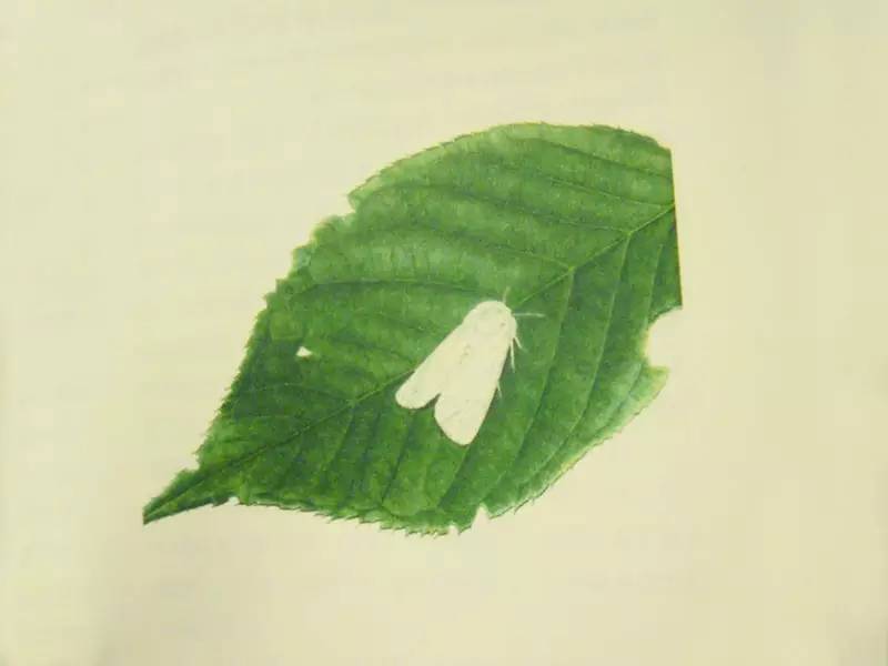 要眼明心细才能看见来自一只飞蝶的美，才能看见你的童年