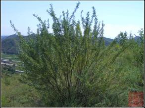 陕北人的外号,陕北人的简称是什么