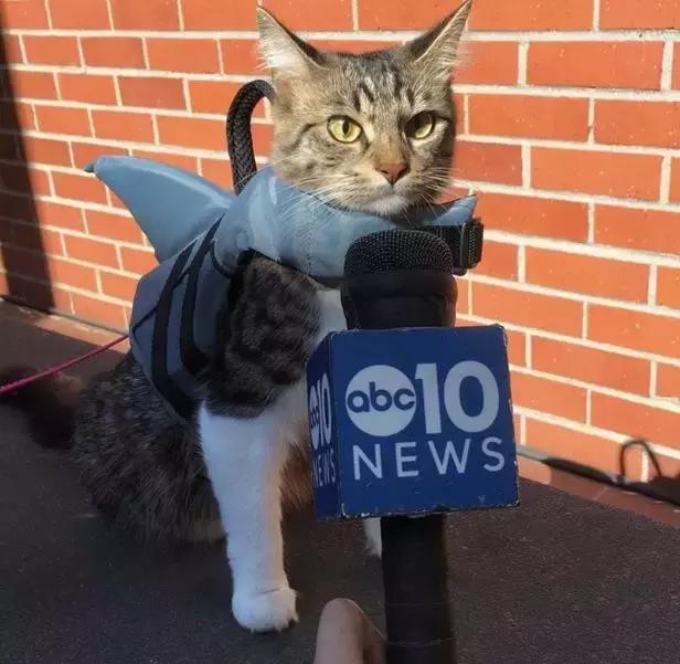 被三只狗养大的猫,被哈士奇养大的拉布拉多