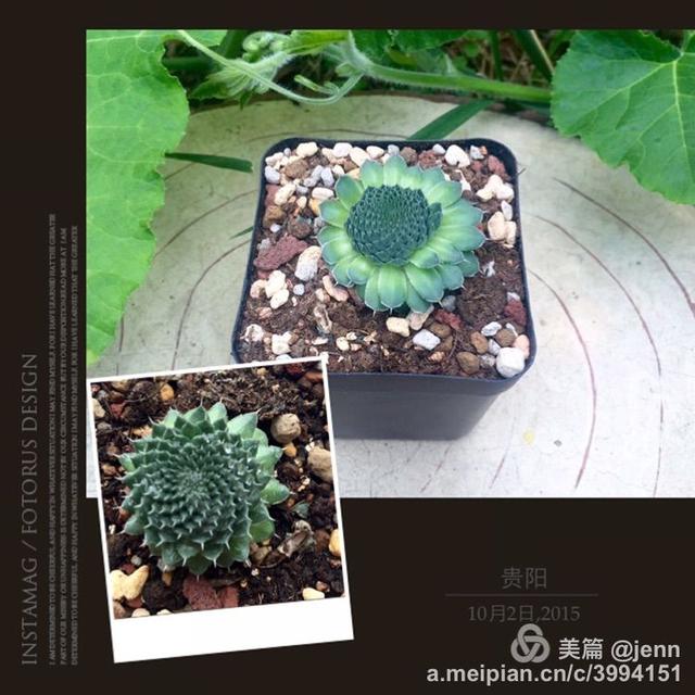 我的多肉小苗一直在露养用遮阳吗,露养冬天的第一盆多肉