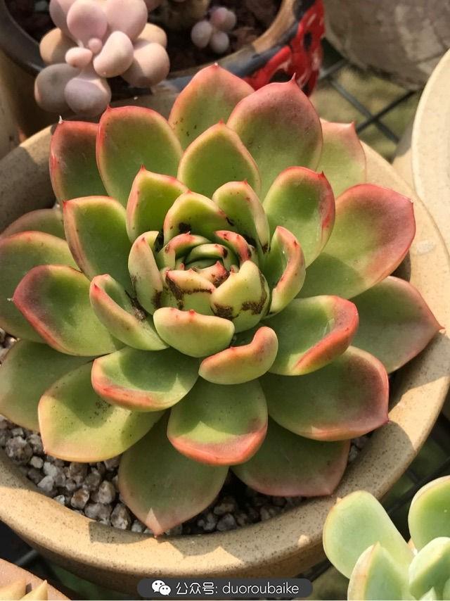 温差大多肉怎么会上色,温差大多肉才能出锦吗